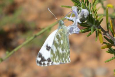 Pontia daplidice