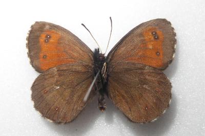 Erebia euryale