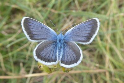 Plebejus argus