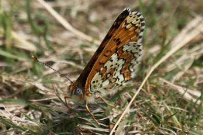 Melitaea cinxia