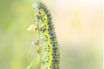 Euchloe simplonia