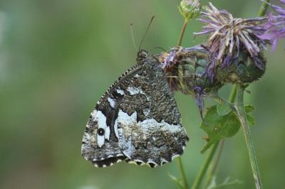 Brintesia circe