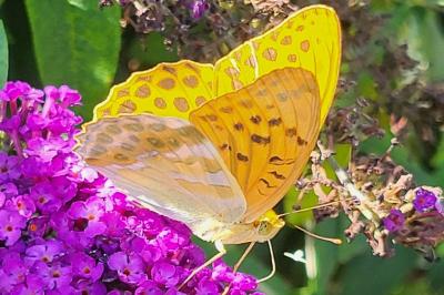 Argynnis paphia