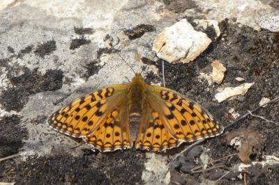 Fabriciana niobe