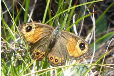 Lasiommata maera