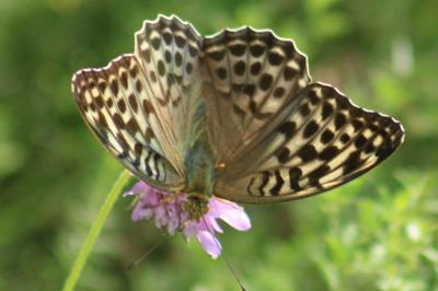Argynnis paphia
