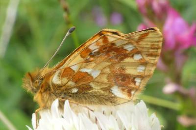 Boloria napaea