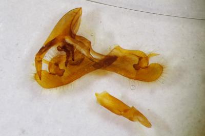 Pyrgus onopordi
