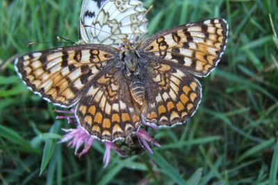 Melitaea phoebe