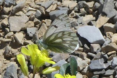 Pontia callidice