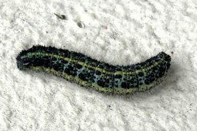 Pieris brassicae