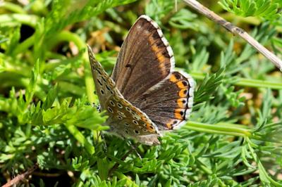 Lysandra bellargus