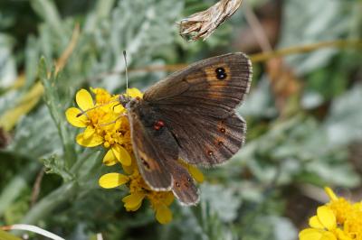 Erebia arvernensis