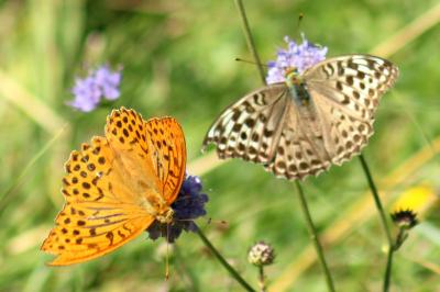 Argynnis paphia