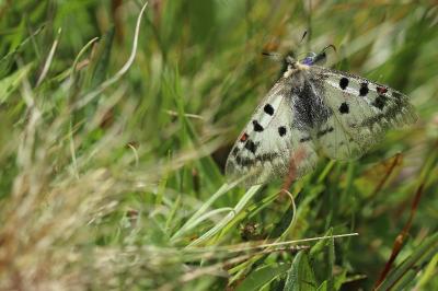 Parnassius phoebus