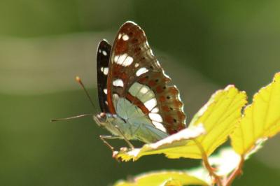 Limenitis reducta