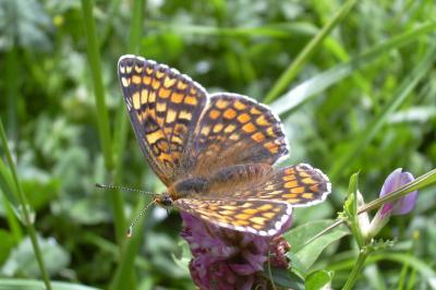 Melitaea phoebe