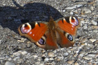 Aglais io