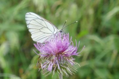 Aporia crataegi