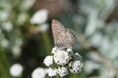 Leptotes pirithous