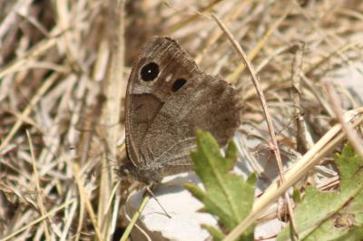 Hipparchia statilinus