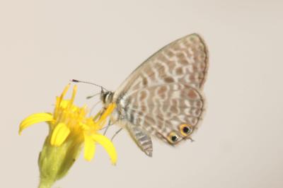 Leptotes pirithous
