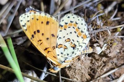 <i>Melitaea didyma</i>
