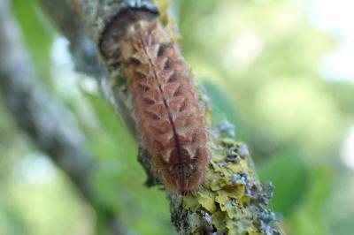 <i>Quercusia quercus</i>