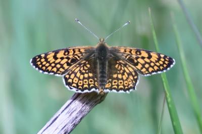 <i>Melitaea cinxia</i>