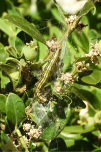 <i>Melitaea phoebe</i>