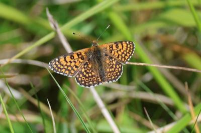 <i>Melitaea cinxia</i>