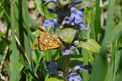 <i>Carterocephalus palaemon</i>