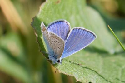 <i>Polyommatus icarus</i>