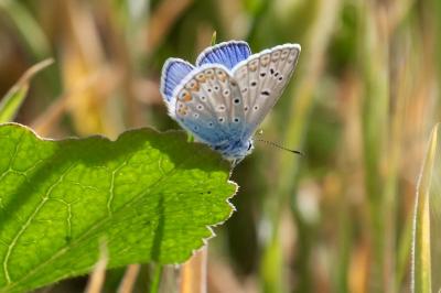 <i>Polyommatus icarus</i>