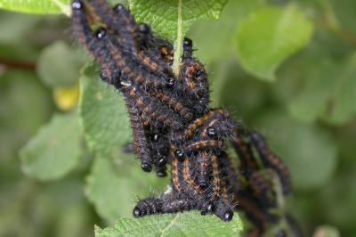 <i>Nymphalis antiopa</i>