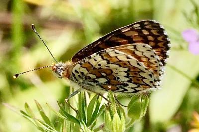 <i>Melitaea cinxia</i>