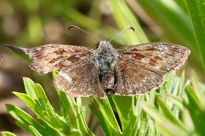 <i>Erynnis tages</i>