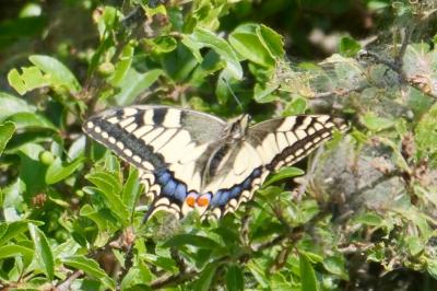 <i>Papilio machaon</i>