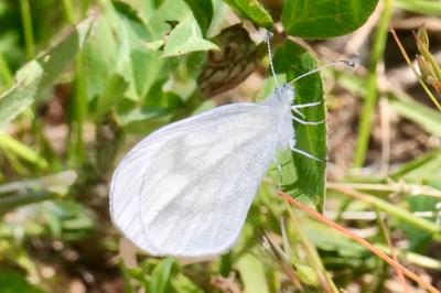 <i>Leptidea sinapis</i>