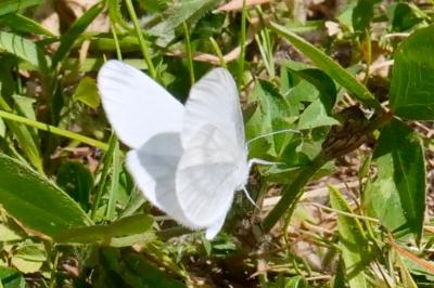 <i>Leptidea sinapis</i>