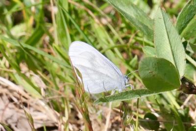 <i>Leptidea sinapis</i>