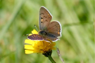 <i>Lycaena tityrus</i>