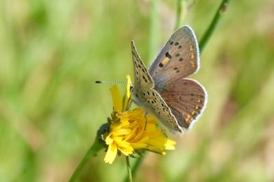 <i>Lycaena tityrus</i>