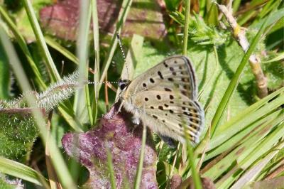 <i>Lycaena tityrus</i>