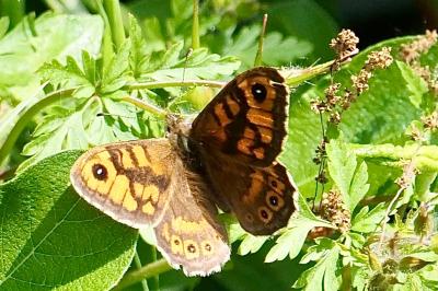 <i>Lasiommata megera</i>