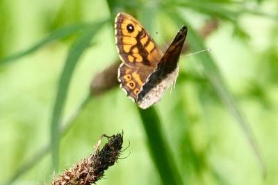 <i>Lasiommata megera</i>