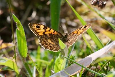 <i>Lasiommata megera</i>