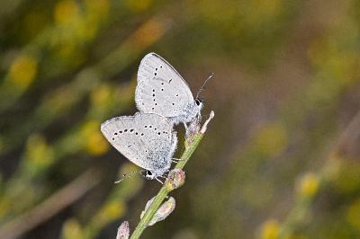<i>Glaucopsyche melanops</i>