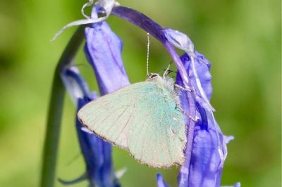 <i>Callophrys rubi</i>