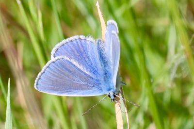 <i>Polyommatus icarus</i>